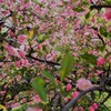 桜ピンクのシャワー