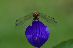 りんどうの花とトンボ