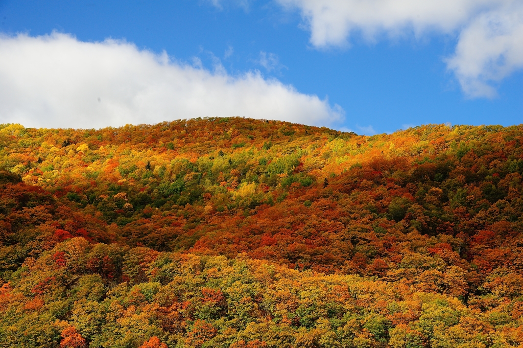 紅葉狩り　山一面