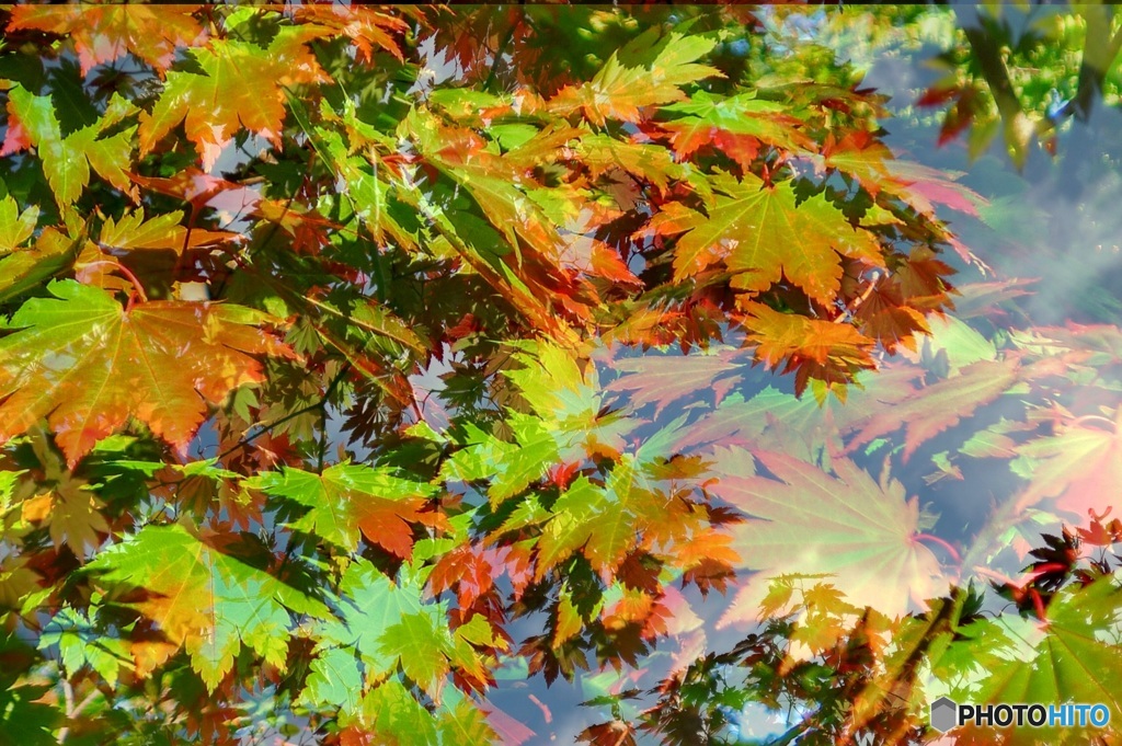 水中紅葉