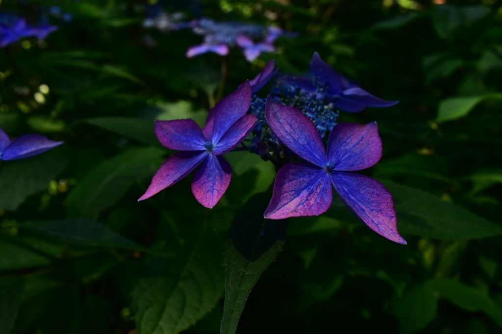 山奥に紫陽花