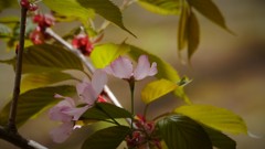 やっぱり桜も良し