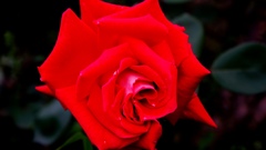 恋は赤いバラ