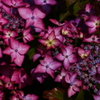 紫陽花　赤