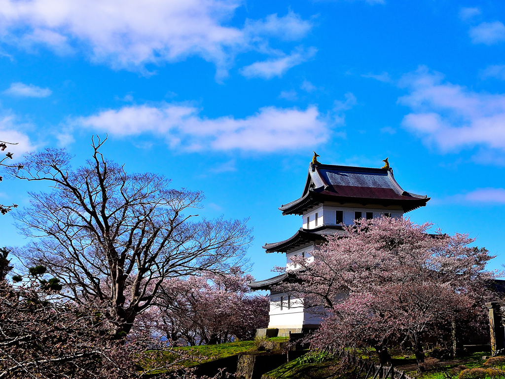 桜に囲まれた古城
