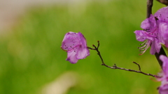 桜もいいけど皐月もね