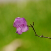 桜もいいけど皐月もね