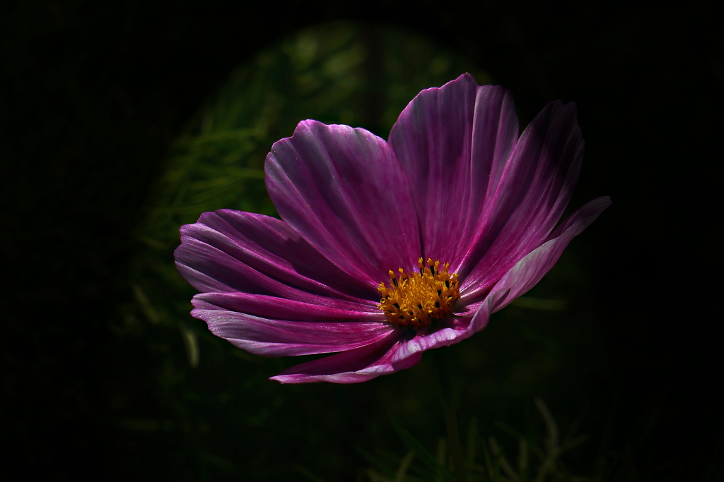 コスモスの花