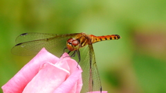 薔薇に蜻蛉