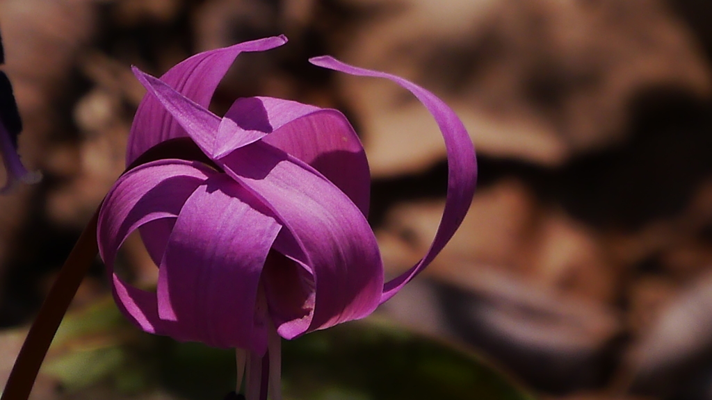 かたくりの花