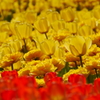 金色の花園