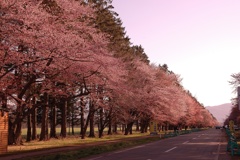 桜並木 早朝の静内二十間道路