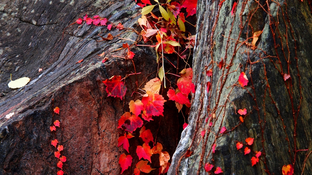 紅葉、赤葉。