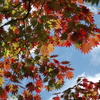 日本の秋の色