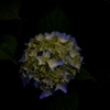 紫陽花の時間
