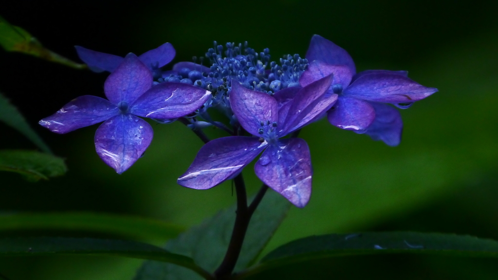 静寂の蒼