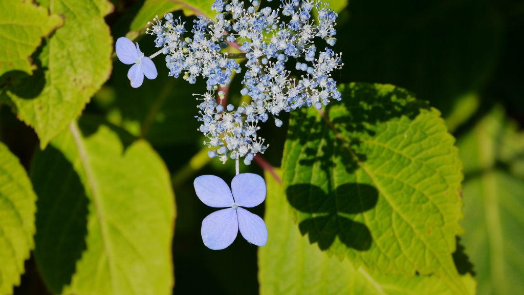 晴れた日、紫陽花