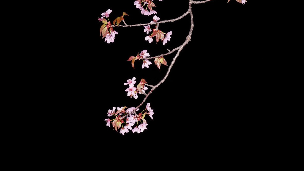 夜桜  一枝