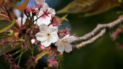 今年初めての桜
