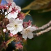 今年初めての桜