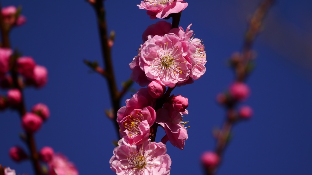 平成31年の桜 松前城にて