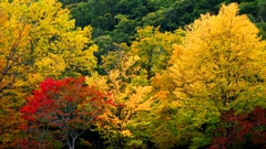 滝野すずらん公園の紅葉