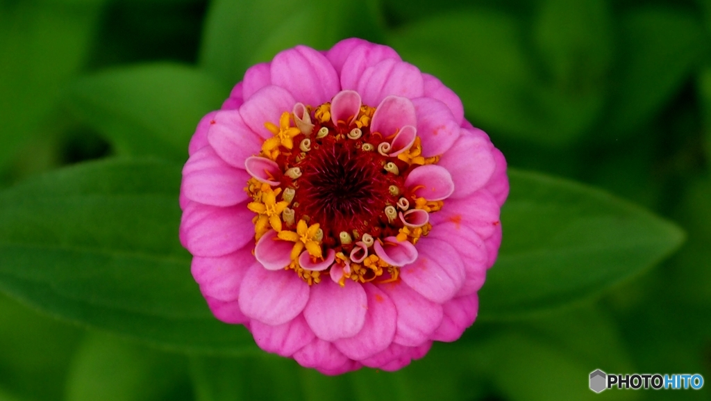 Flowers in Flower
