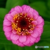 Flowers in Flower