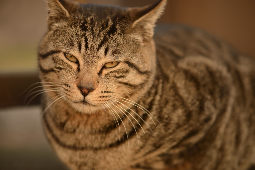 ねこ