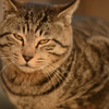 ねこ