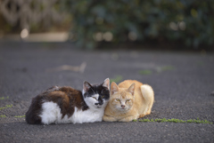 猫
