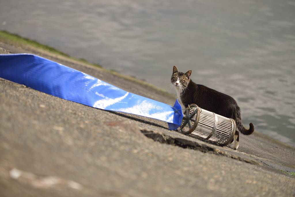 ねこ