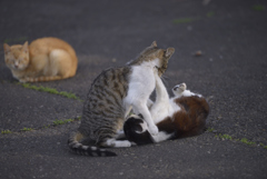 猫