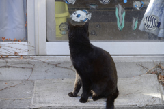 ねこの背中