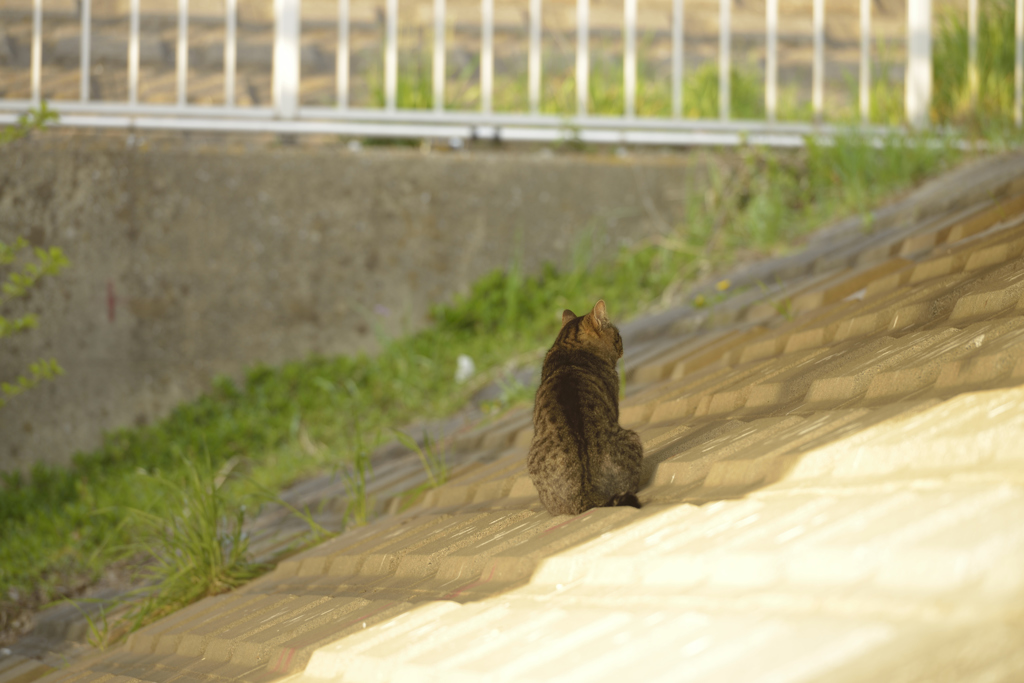 ねこの背中