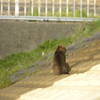ねこの背中