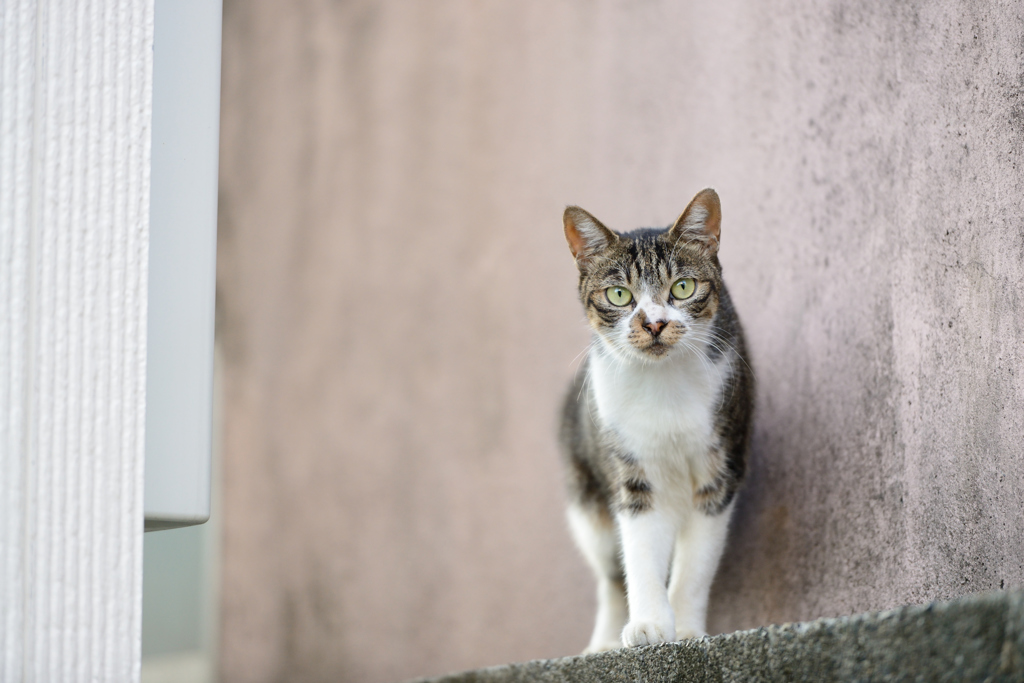 ねこ