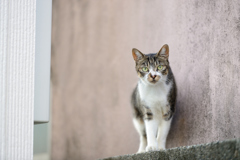 ねこ