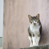 ねこ