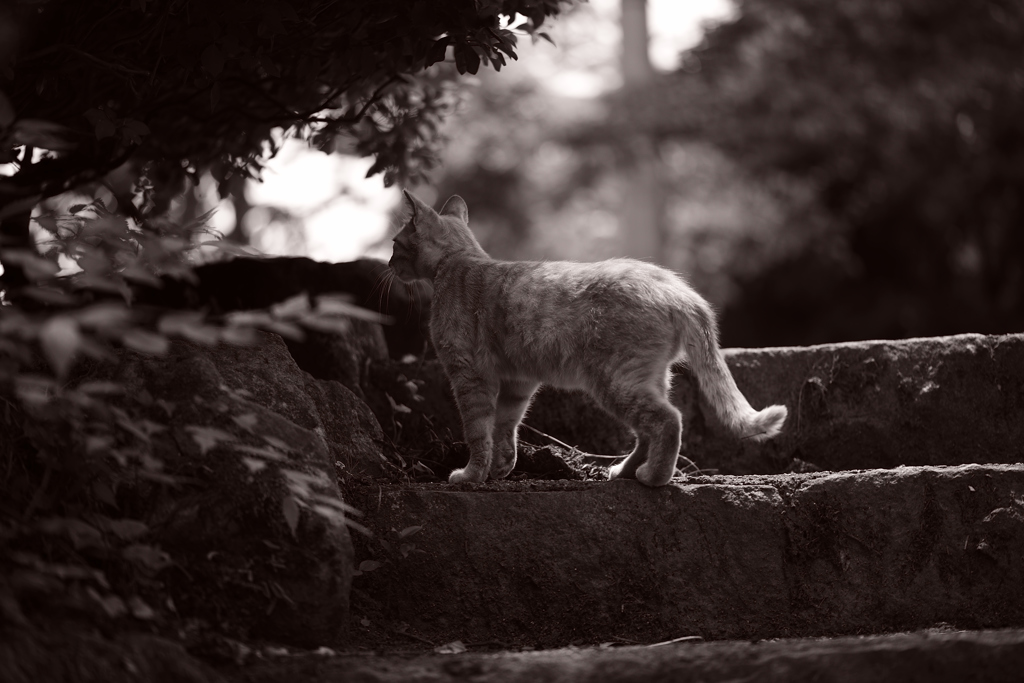 ねこ