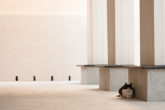 ねこ