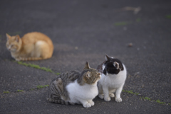 猫