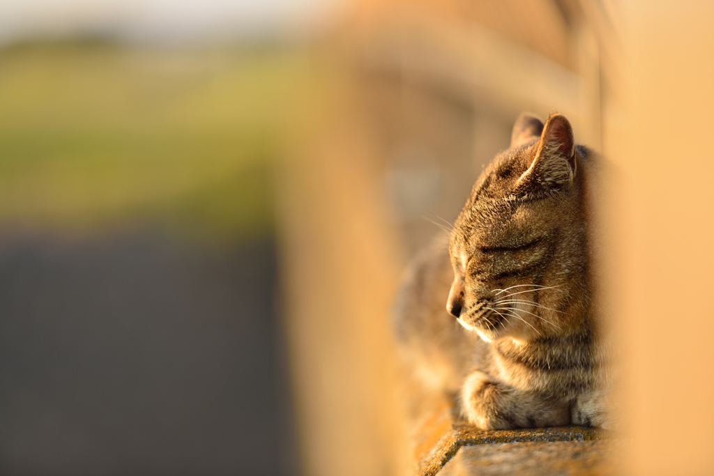 ねこ