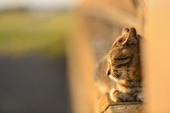 ねこ