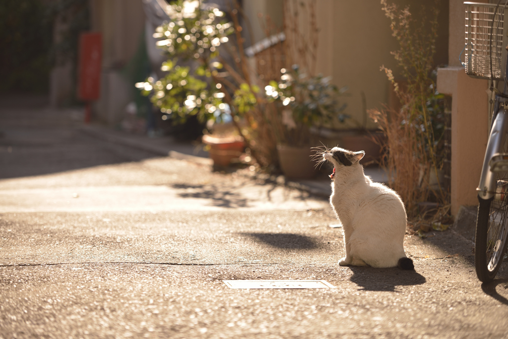 ねこ