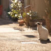 ねこ