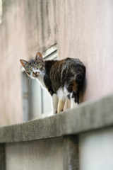 ねこ