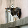 ねこ
