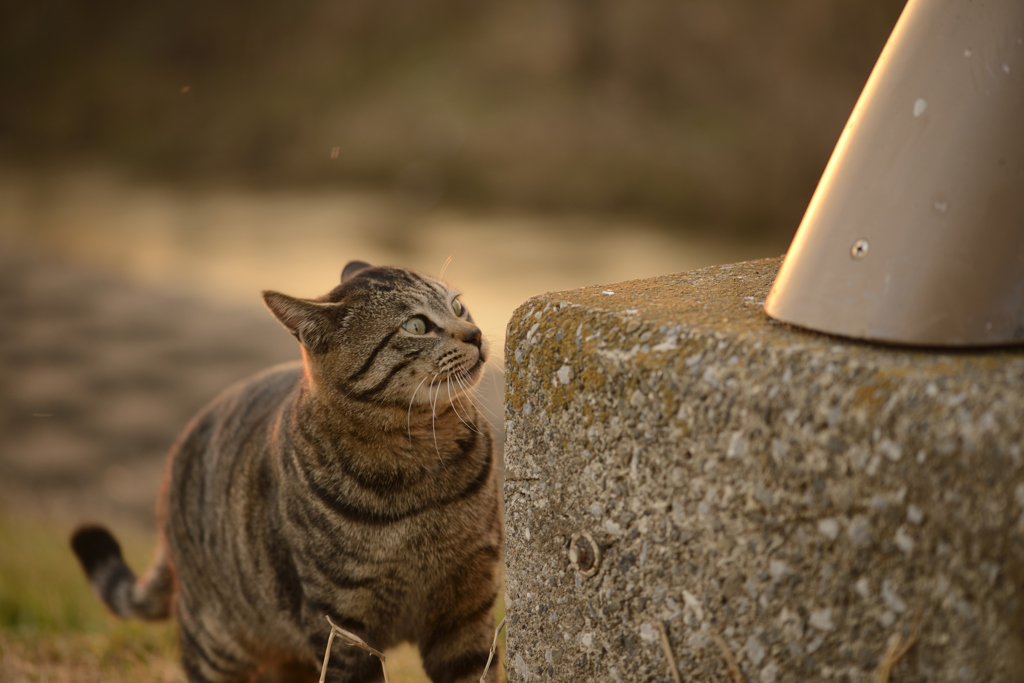 ねこ