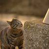 ねこ